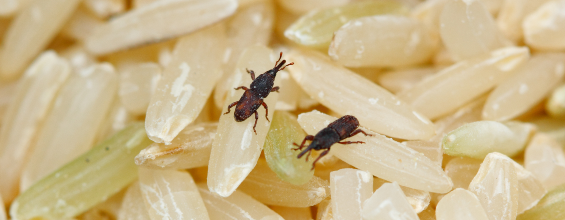 Rice Handling Bugs, Good and Bad