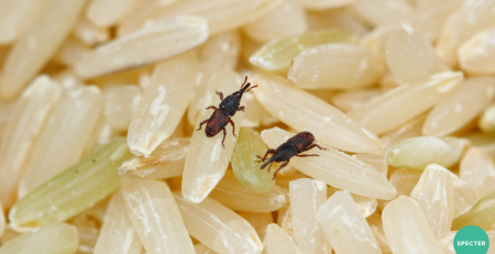 Rice Handling Bugs, Good and Bad